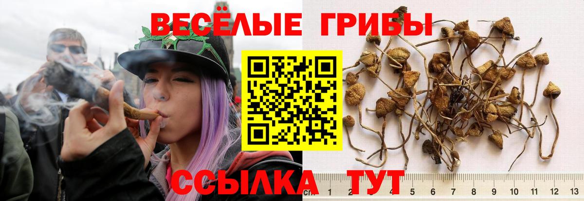 Хабаровск  купить   Вход с VPN  Псилоцибиновые грибы GOLDEN TEACHER 